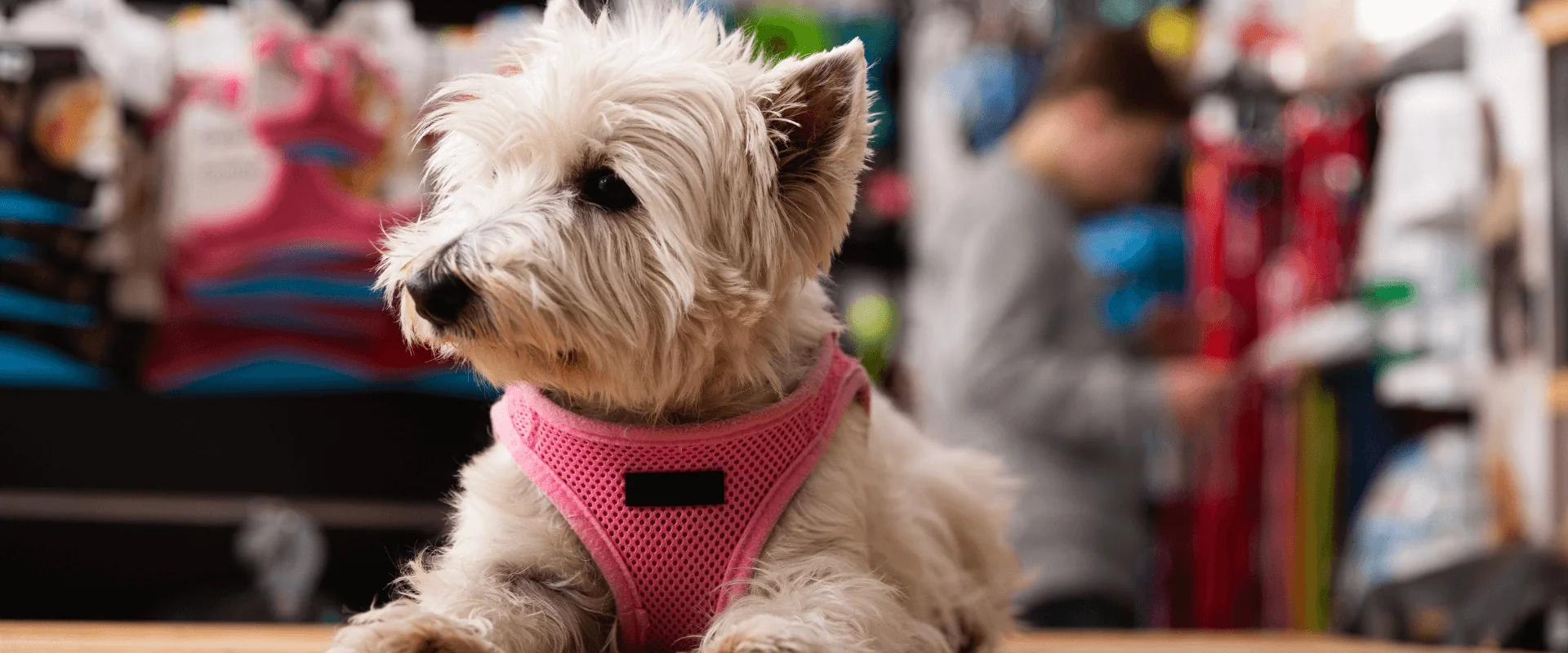 Pet South America Banner