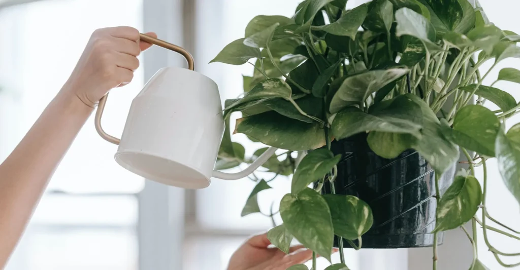 Plantas de sombra: 5 plantas para ter no seu apartamento