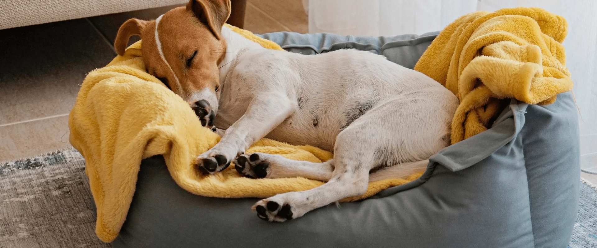 atacadão camas pets